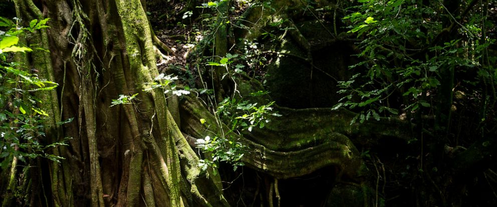Costa Rica ponders ways to sustain reforestation success