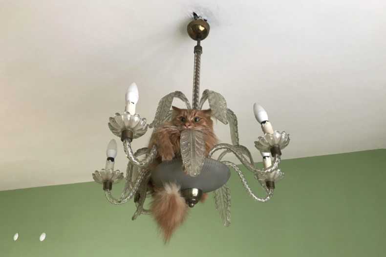 Tarcin the cat hiding in chandelier