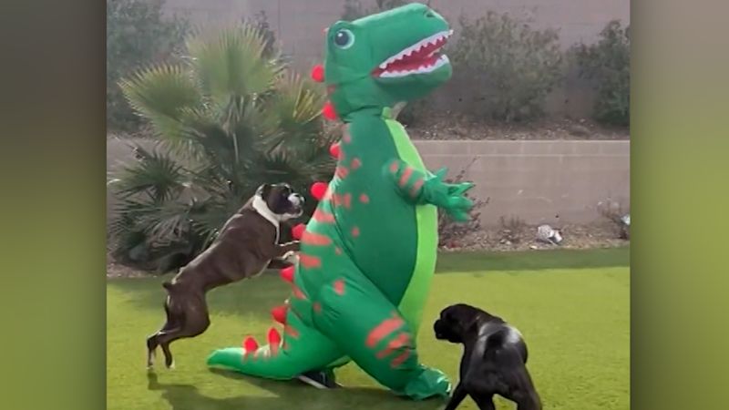 See pair of boxer dogs go crazy over inflatable T. rex in their backyard