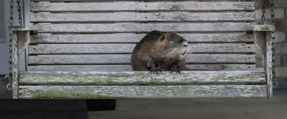 State says Louisiana family must give up beloved pet nutria