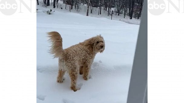 WATCH:  Dog quickly rethinks his decision to jump in the snow