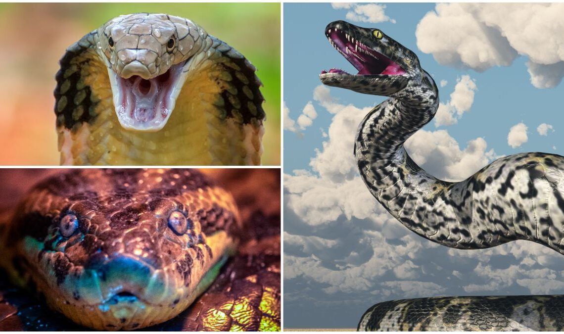 The biggest snake in the world