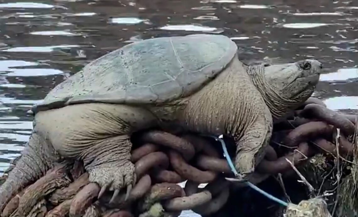 'Chonkosaurus,' a Chicago River snapping turtle, goes viral