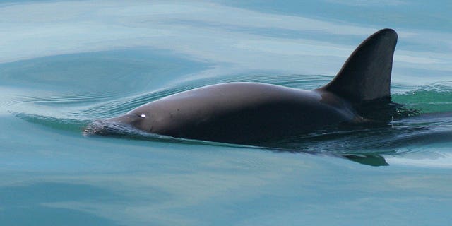 Vaquita porpoises