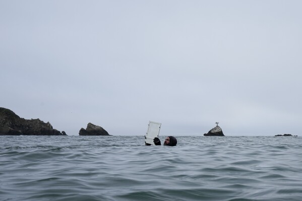 Scientific diver Ian Norton checks a chart as he surveys a bull kelp reforestation project, Friday, Sept. 29, 2023, near Caspar, Calif. California's coast has bull and giant kelp, the world's largest marine algae. Urchins have hurt both species, though giant kelp forests have fared better. (AP Photo/Gregory Bull)