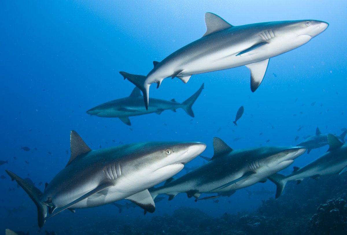 gray reef sharks