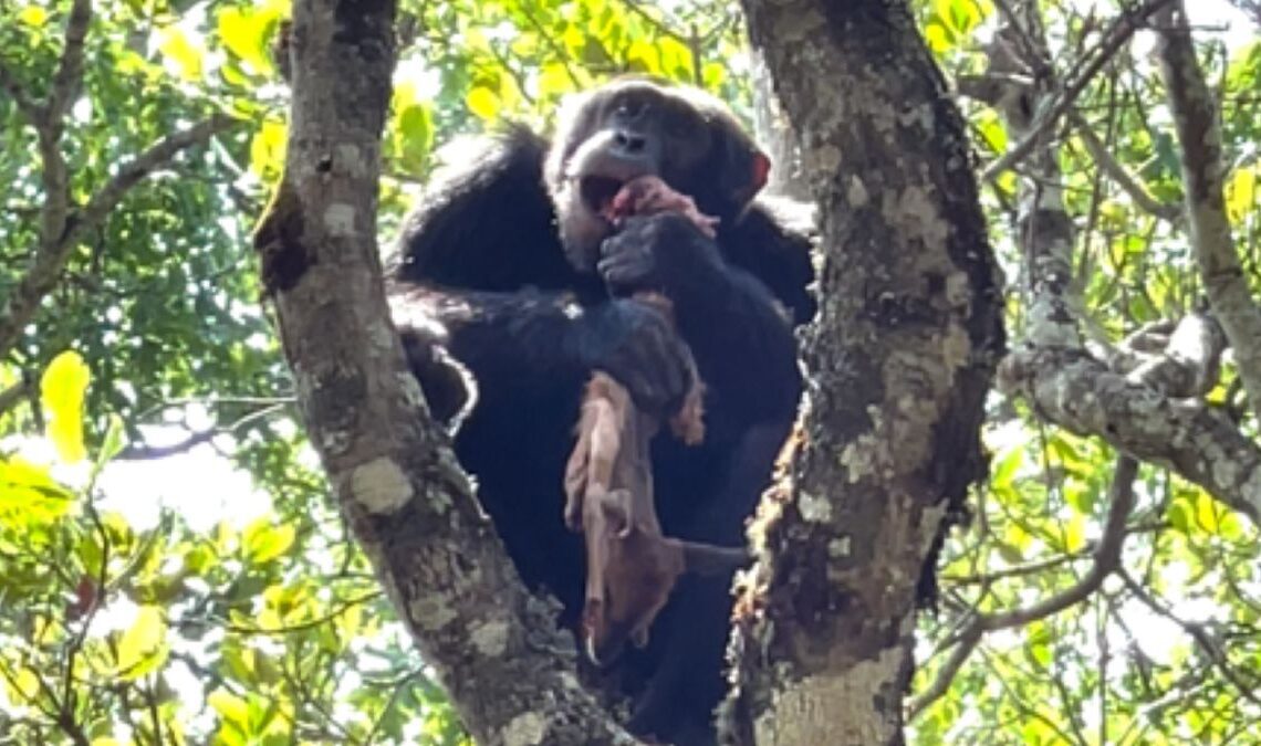 Alpha chimp steals eagle's dinner in 'surreal and exhilarating' forest encounter