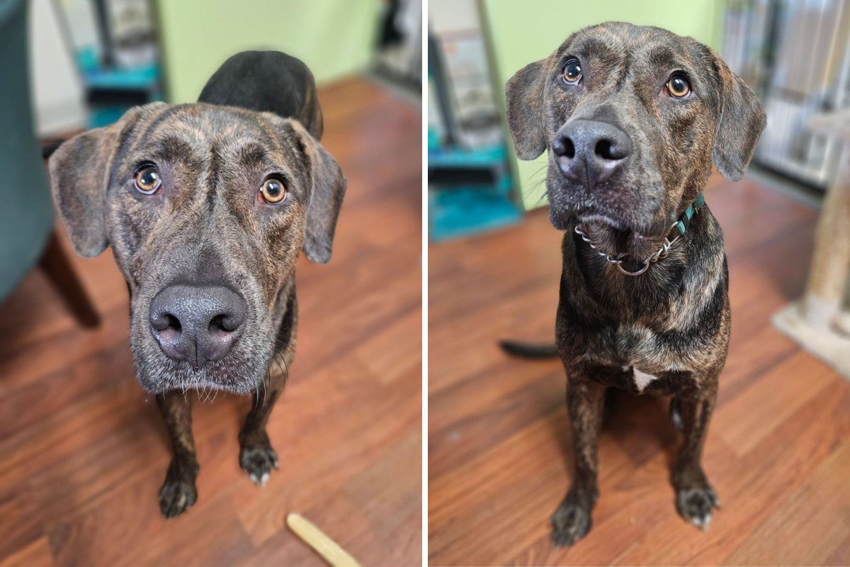 Lucky the dog returned to Florida shelter
