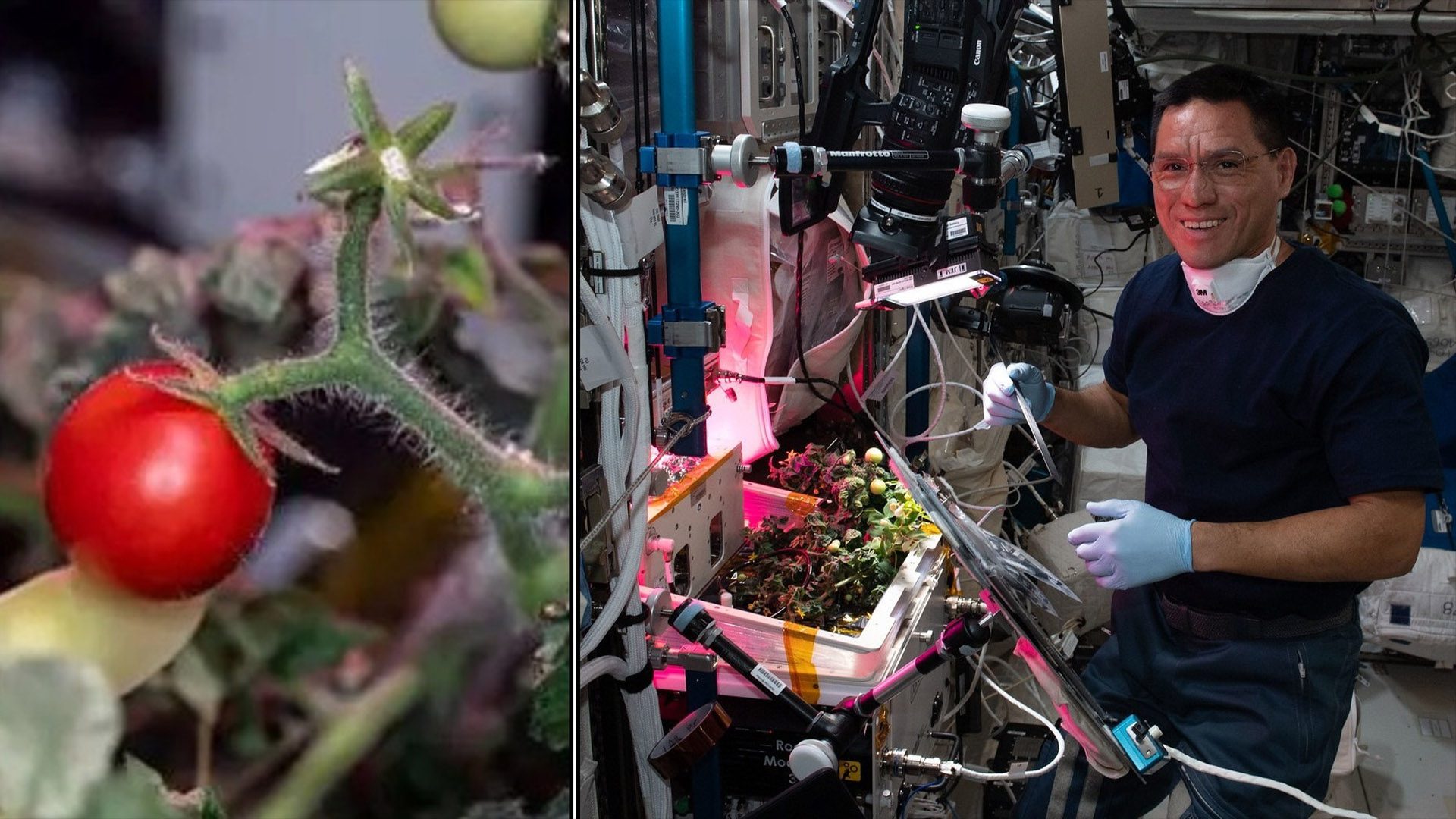 NASA astronauts finally find 1-inch tomato that was 'lost in space' for 8 months