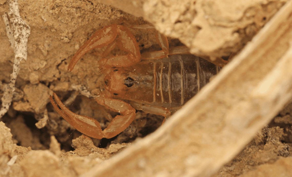 Scientists Discover New Venomous Species in Desert