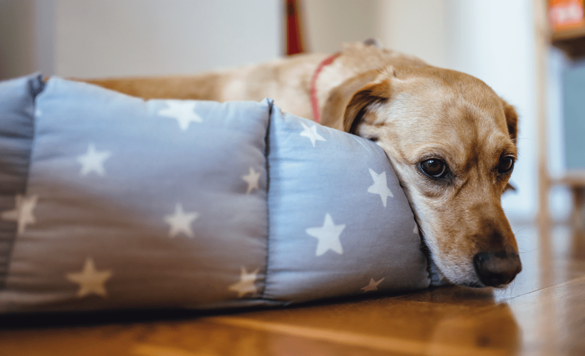 What's Causing Mysterious Respiratory Illness in Dogs?