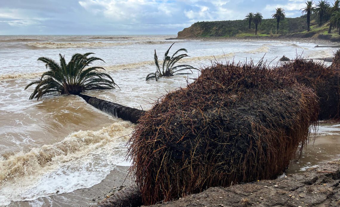 Historic California palm trees come crashing down into ocean amid powerful winter storms