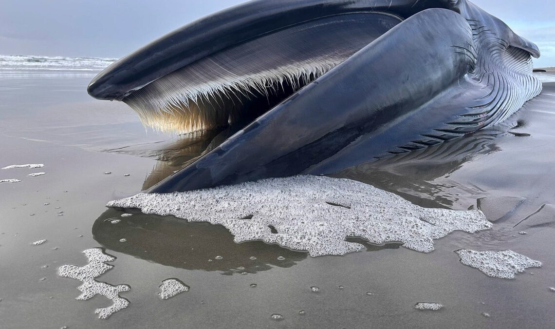 Oregon Dead Fin Whale