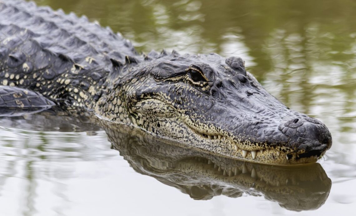 Alligator