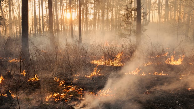 Alberta bracing for a long wildfire season fuelled by drought