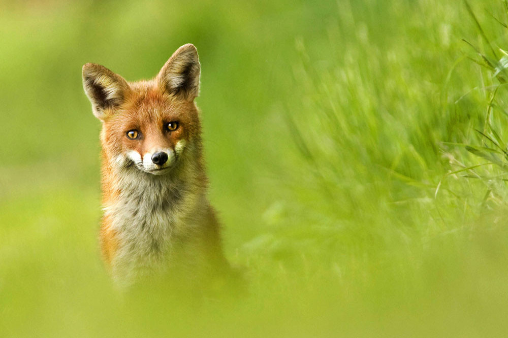 Foxes were man's best friend in the past
