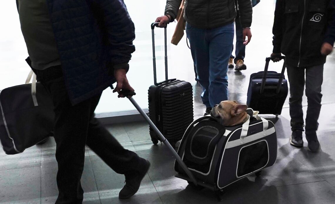 Here's what to know if you are traveling abroad with your dog