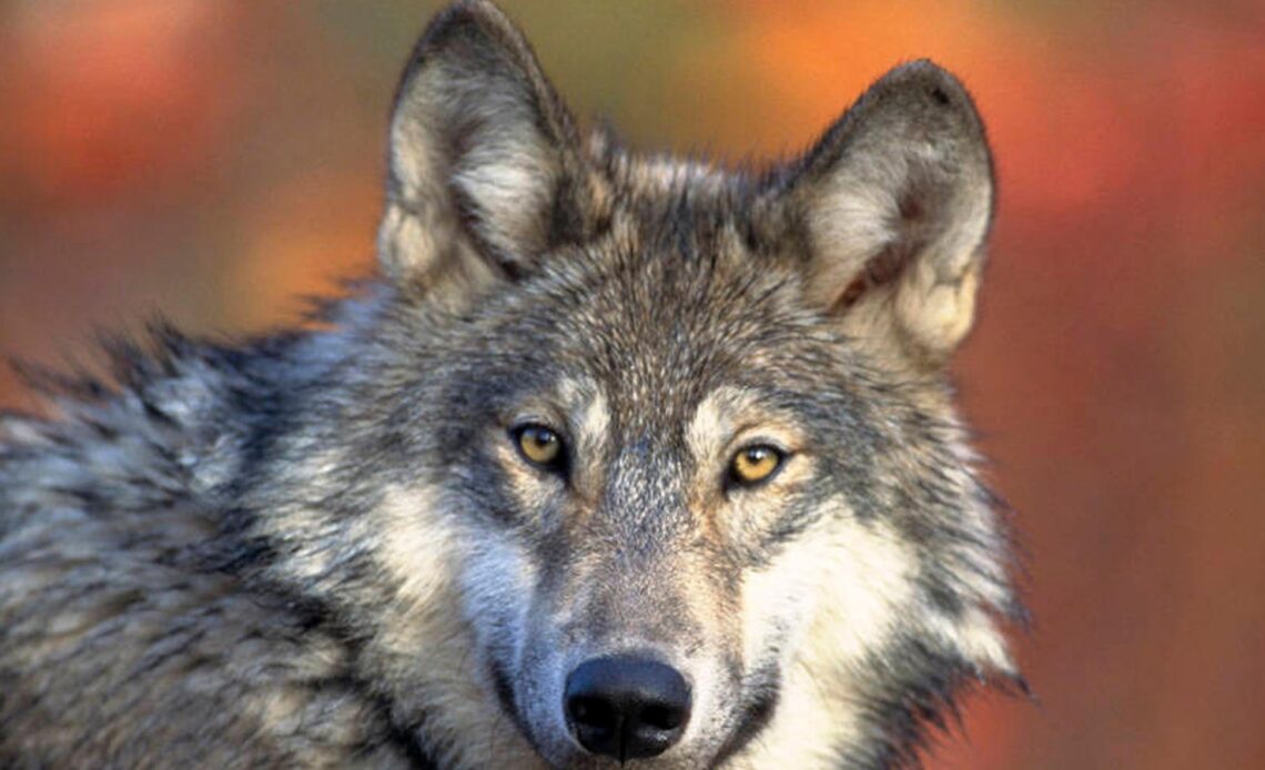 Wisconsin judge dismisses lawsuit challenging state's new wolf management plan