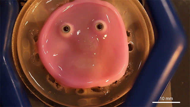 A pink, smiling blob.