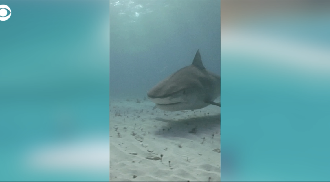 Tiger shark stuns Australian scientists when it vomits in front of them, revealing spiky creature