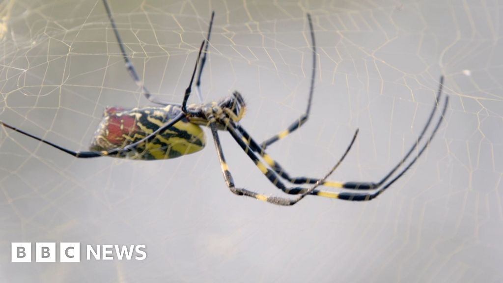 What are Joro spiders and should you be scared of them?