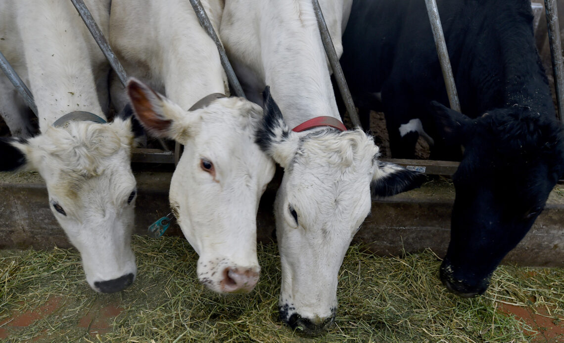 4th person catches bird flu from cows, this time in Colorado