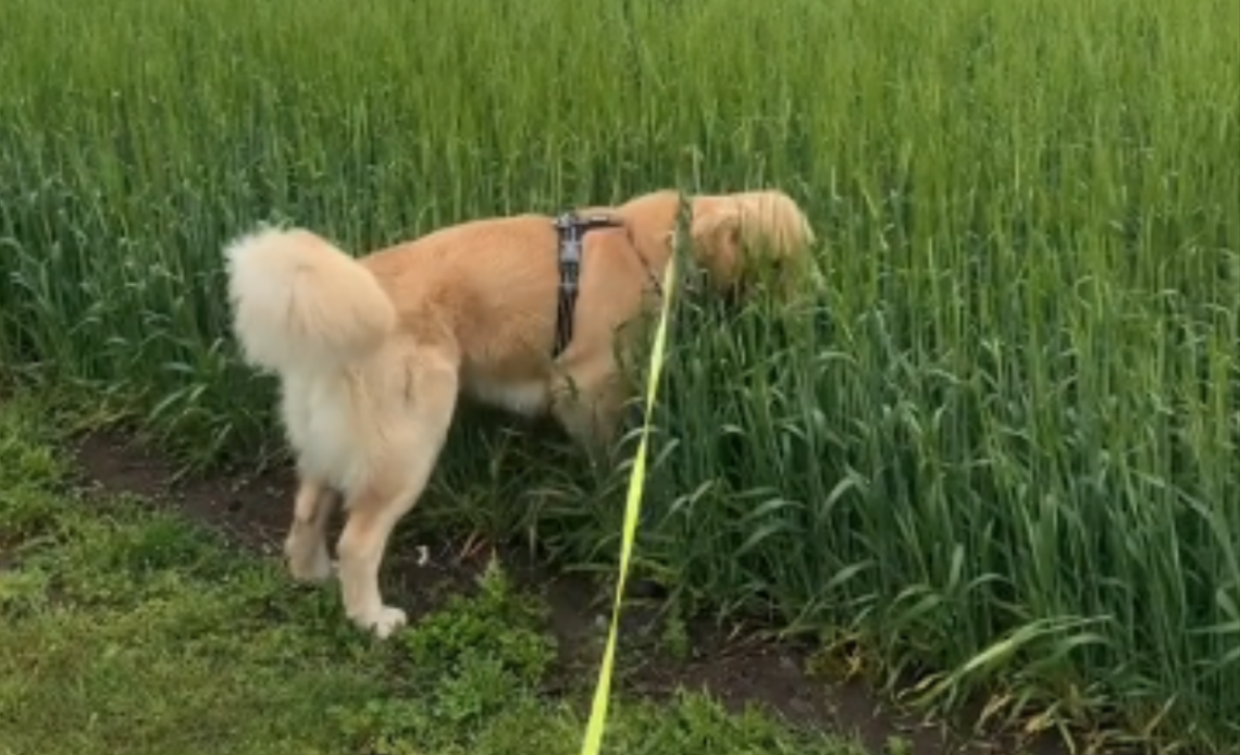 Lucifer the golden retriever in a field.