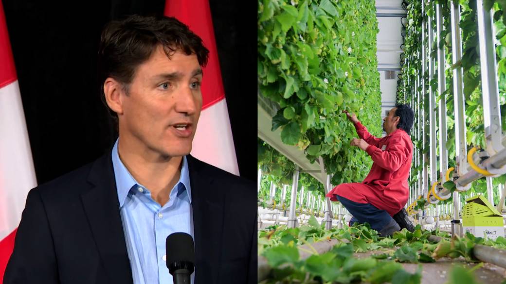 Click to play video: 'Trudeau government to limit low-wage temporary foreign workers in Canada'