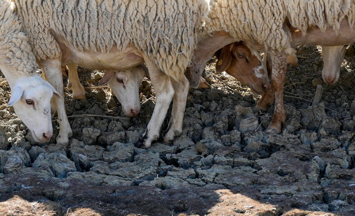 Extended drought parches Sicily, and farmers worry about being forced to sell off animals