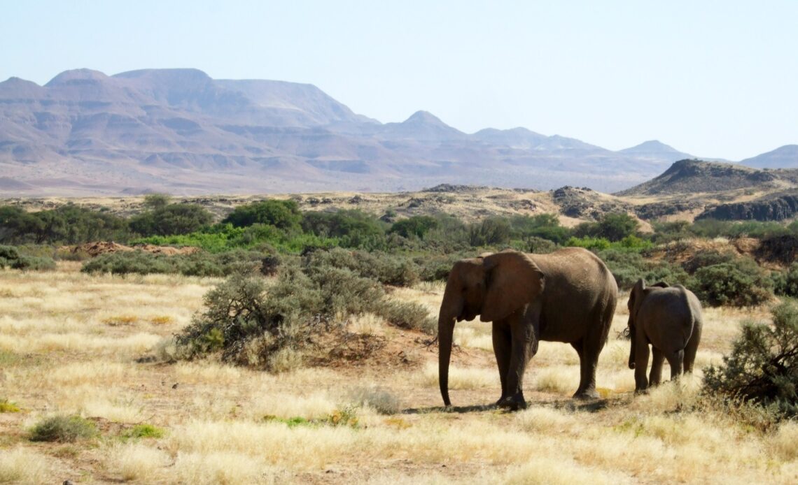 Why is Namibia culling elephants and hippos for meat? | Wildlife News