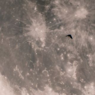 a close up view of the moon being partially eclipsed by Earth's shadow and a small bat flying overhead.