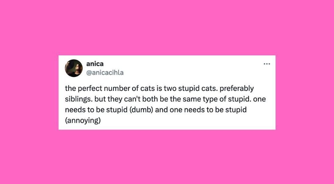 21 Of The Funniest Tweets About Cats And Dogs This Week (Sept. 14-20)