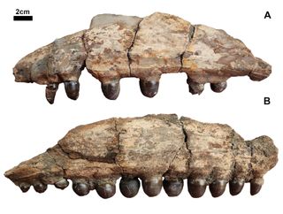 Fossilized teeth attached to part of a jaw bone.