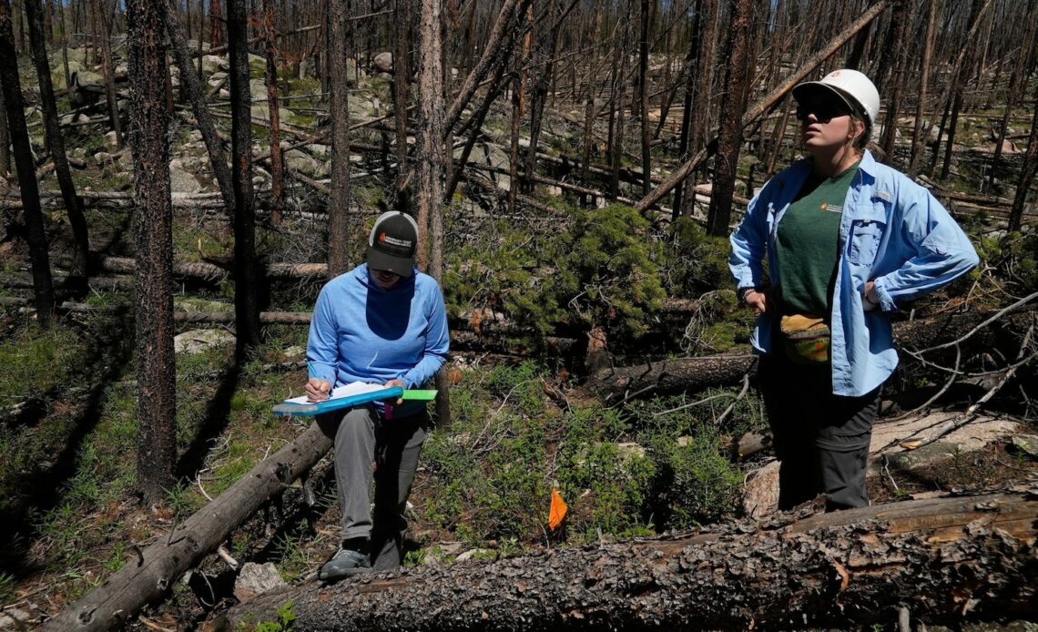 As many forests fail to recover from wildfires, replanting efforts face huge odds -- and obstacles