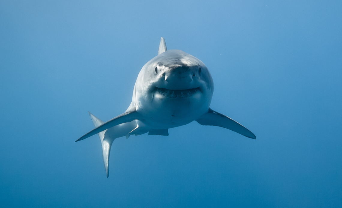 Great White Shark