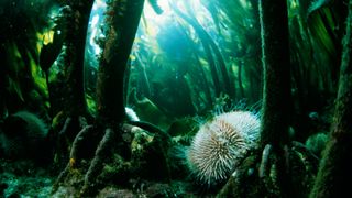 A close-up of a sea urchin in an underwater kelp forest