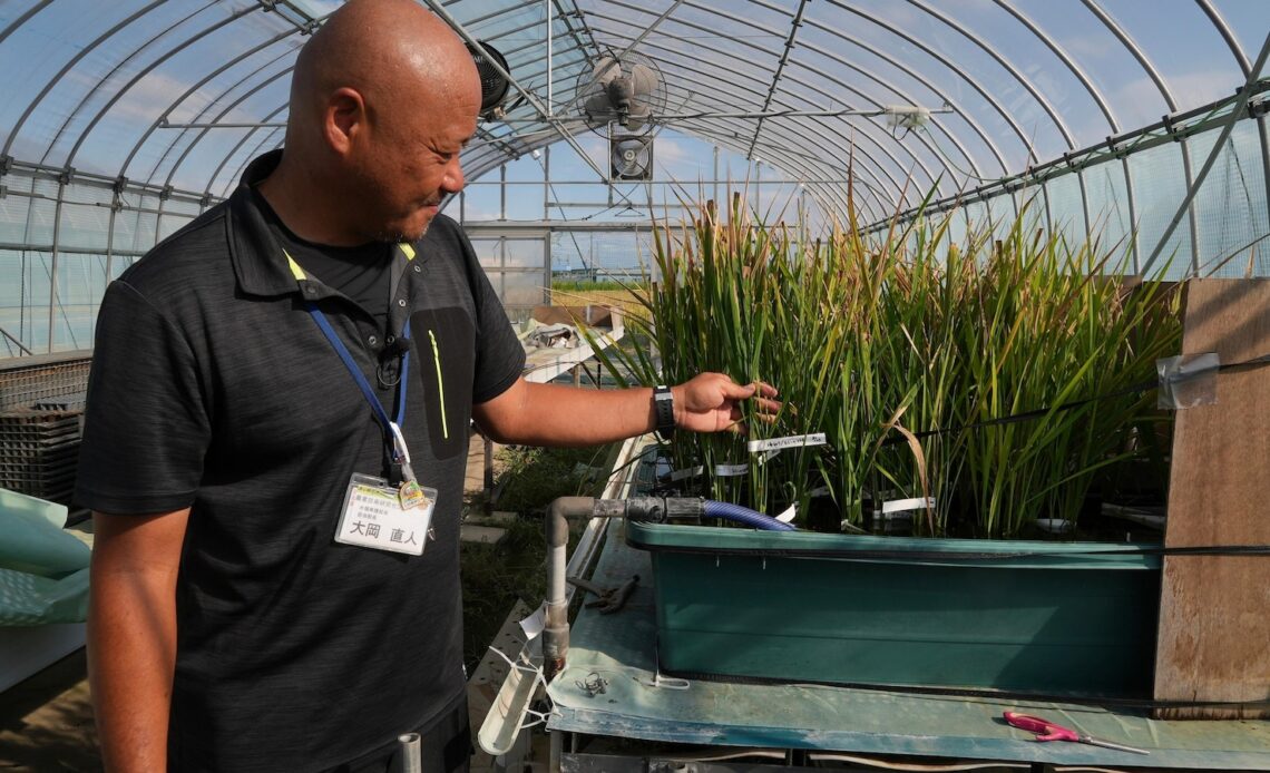 Aging farmers face extreme temperatures as they struggle to maintain Japan's rice crop