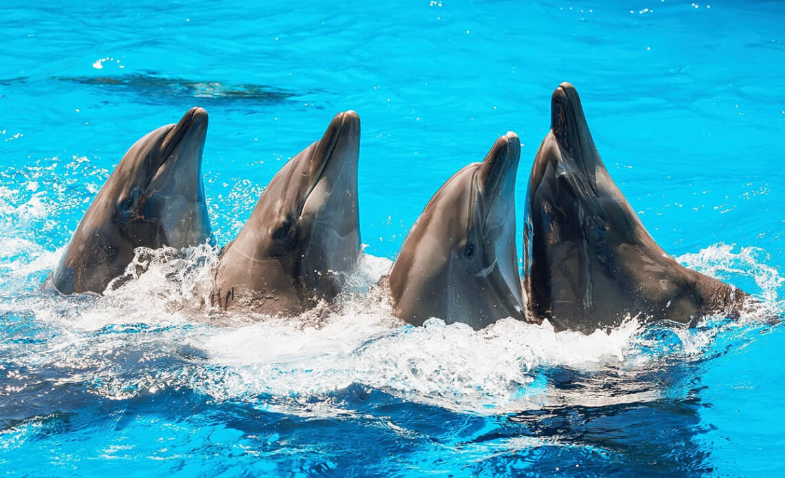 Director of Ukrainian Nemo dolphinarium convicted of collaboration with Russians