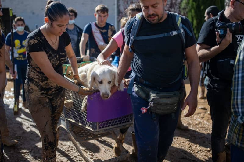 Volunteers rescue a dog from an area affected by the heavy floods in Massanassa. At least 211 people were killed in Tuesday's storms and floods in Spain's southern and eastern regions, most of them in the Valencia region, Spanish Prime Minister Pedro Sanchez said on Saturday after a meeting about response to the disaster. Lorena Sopêna/EUROPA PRESS/dpa