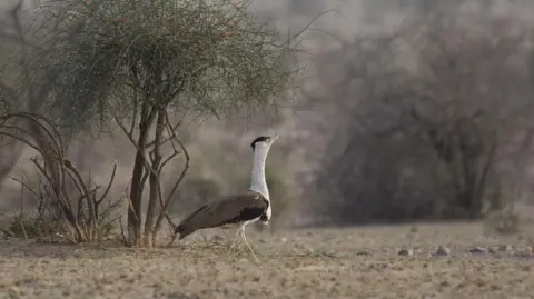 Radheshyam Pemani Bishnoi A great Indian bustard seen in the forests of Jaisalmer