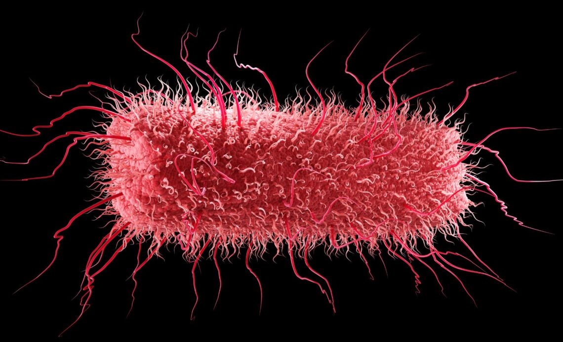 E. coli in the gut may fuel a 'chain reaction' leading to Parkinson's, early study suggests