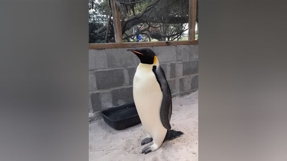 The penguin is being cared for by a local expert. - Supplied by DBCA