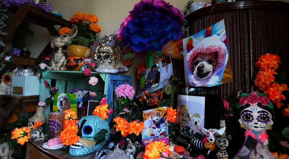 Pets Join Mexico's Day Of The Dead Celebrations
