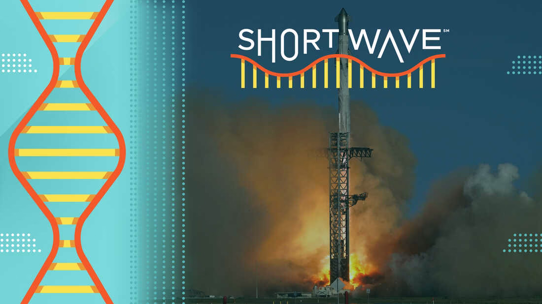 Environmentalists say Starship launches are trashing Texas : Short Wave : NPR