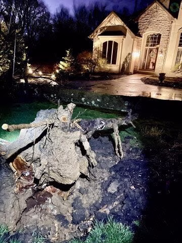 Tree Down Spring Valley