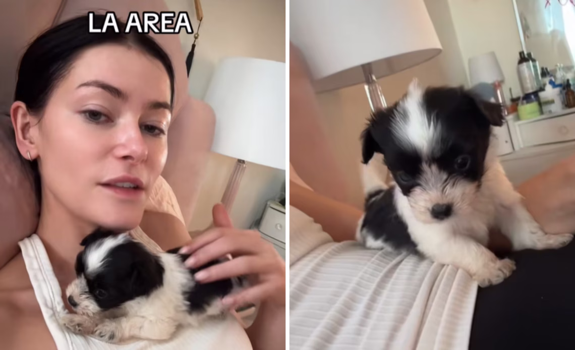Cosmo cuddles with owner