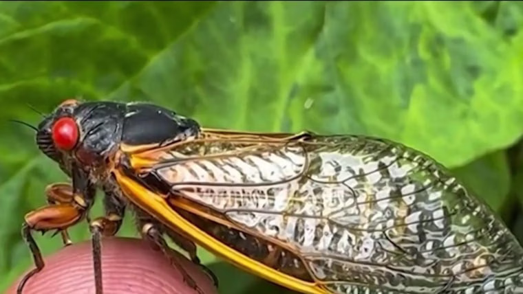 Cicadas to emerge in high numbers across Kentucky and Tennessee
