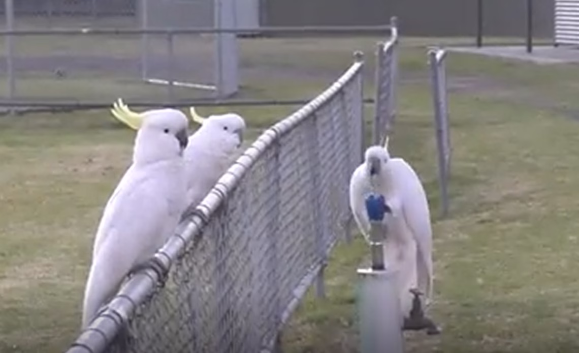 A still from a video of a cockatoo drinking from a water fountain at a park while two other cockatoos wait on a fence