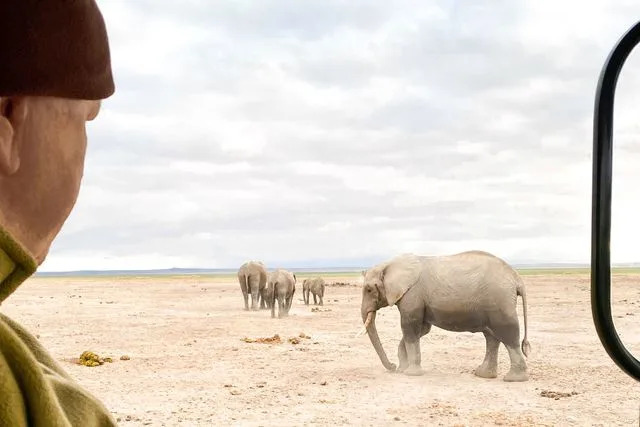 Getty Stock image of man looking at elephants