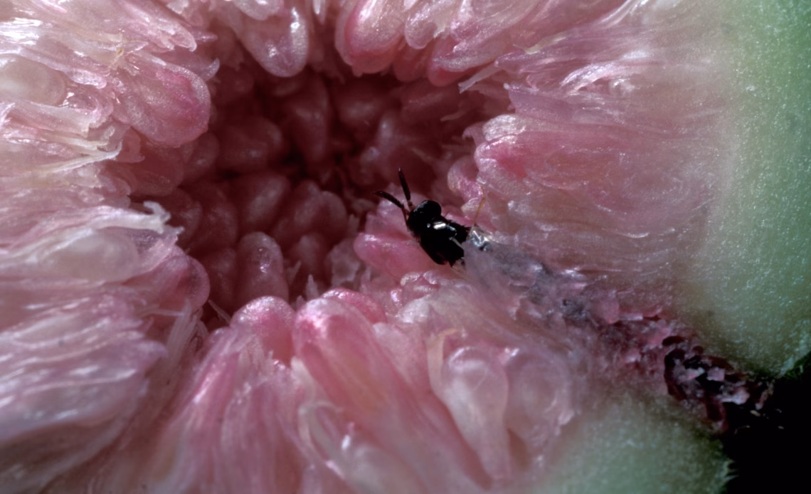a close-up of a fig wasp burrowed inside a fig